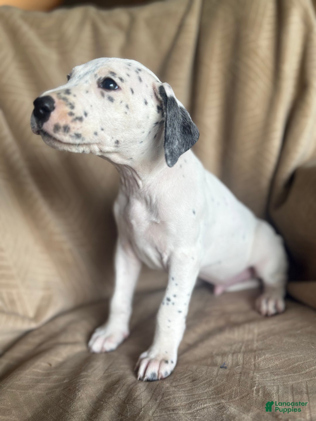Mixed Breed dogs for sale: Samuel - Ad 11