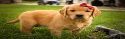 Golden Retriever dogs for sale: Rocco✨ - Ad 5