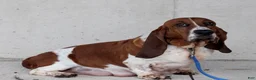 Basset Hound dogs for sale: Ruby - Ad 4