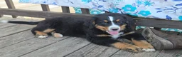 Bernese Mountain Dog dogs for sale: Bernese Mountain Dog Puppy 2 - Ad 2