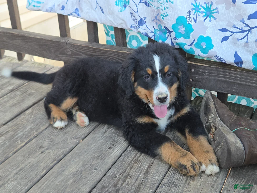 Bernese Mountain Dog dogs for sale: Bernese Mountain Dog Puppy 2 - Ad 2