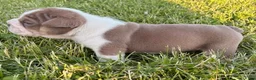 English Bulldog dogs for sale: Blue Fawn - Ad 5