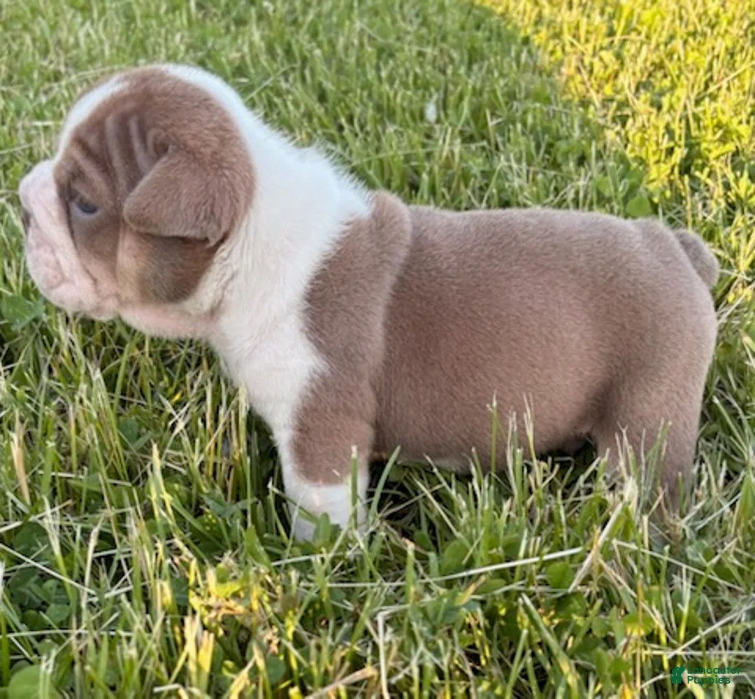 English Bulldog dogs for sale: Blue Fawn - Ad 5