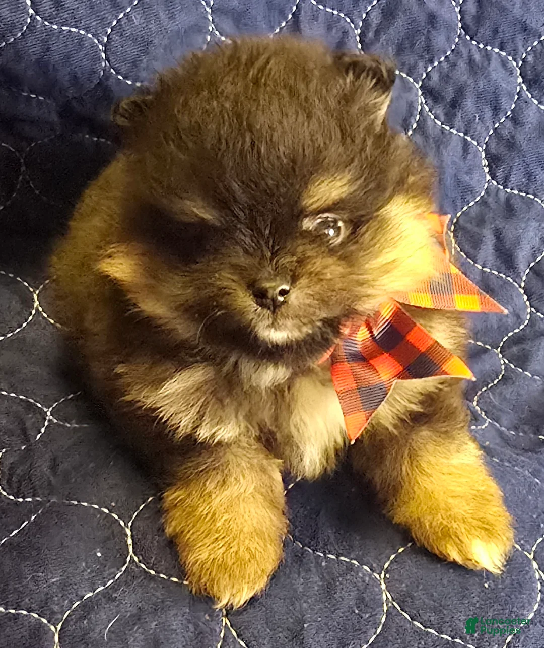 Pomeranian dogs for sale: Cho and Tan boy - Ad 1
