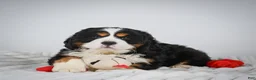 Miniature Bernese Mountain Dog dogs for sale: Toby - Ad 4