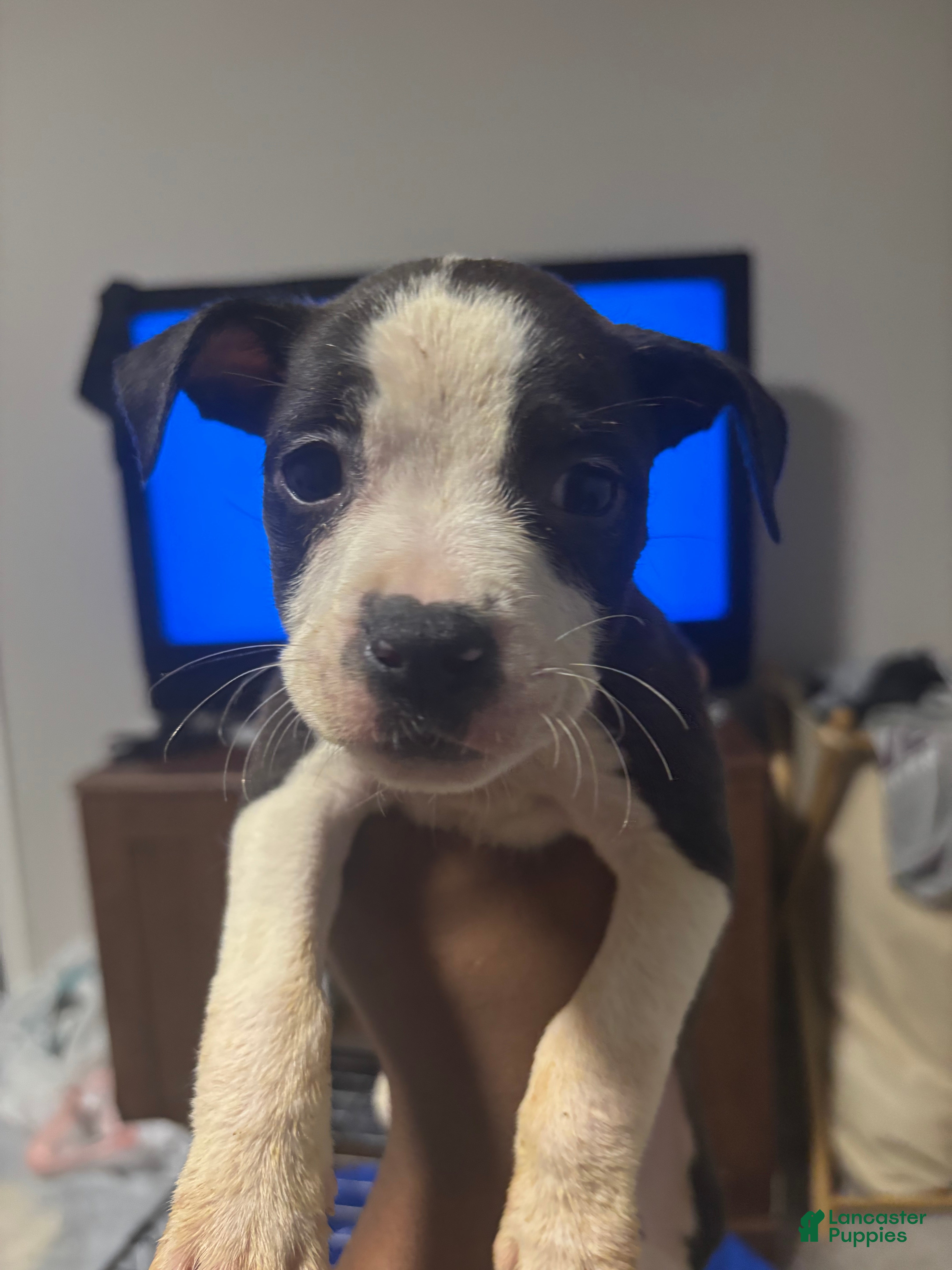 American Pit Bull Terrier dogs American Pit Bull Terrier Puppy 4 - Ad 15