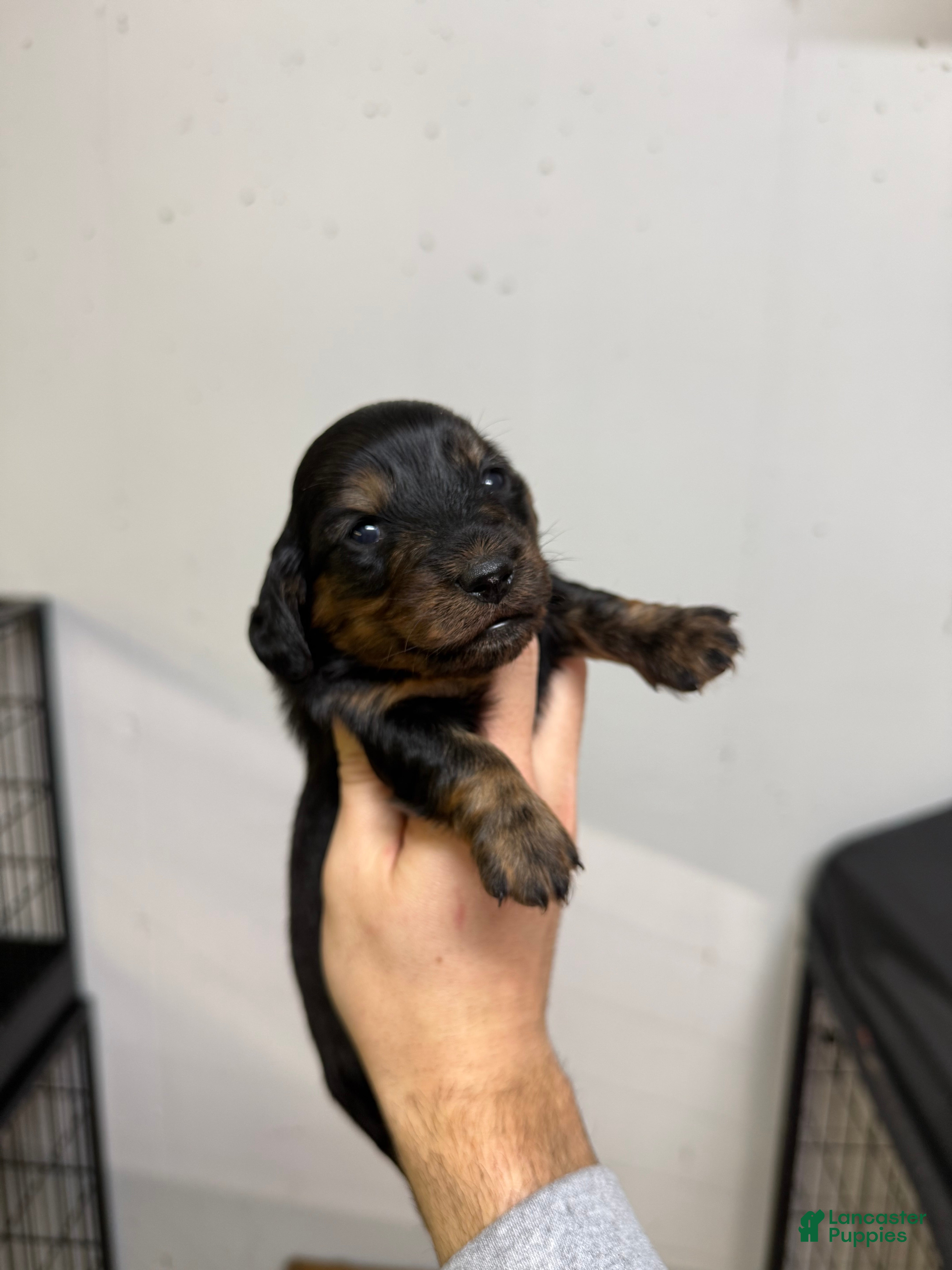 Miniature Dachshund dogs Casey  - Ad 11