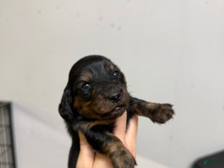 Miniature Dachshund dogs Casey - Ad 11