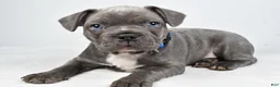 Frenchton dogs for sale: Asher - Ad 1