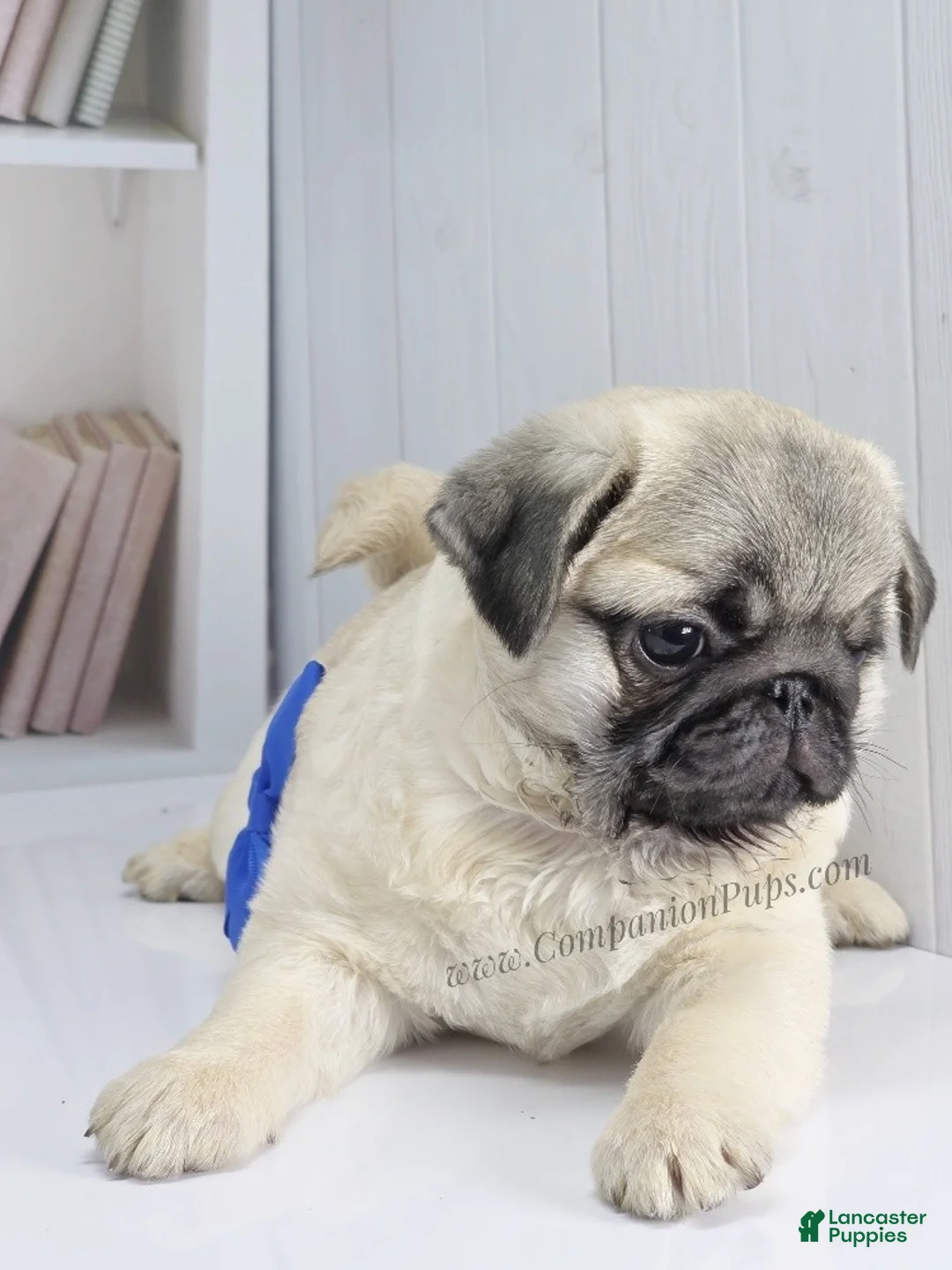 Pug dogs for sale: Rain- Fawn Male Pug Puppy - Ad 10