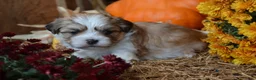 Malshi dogs for sale: Sevin - Ad 5
