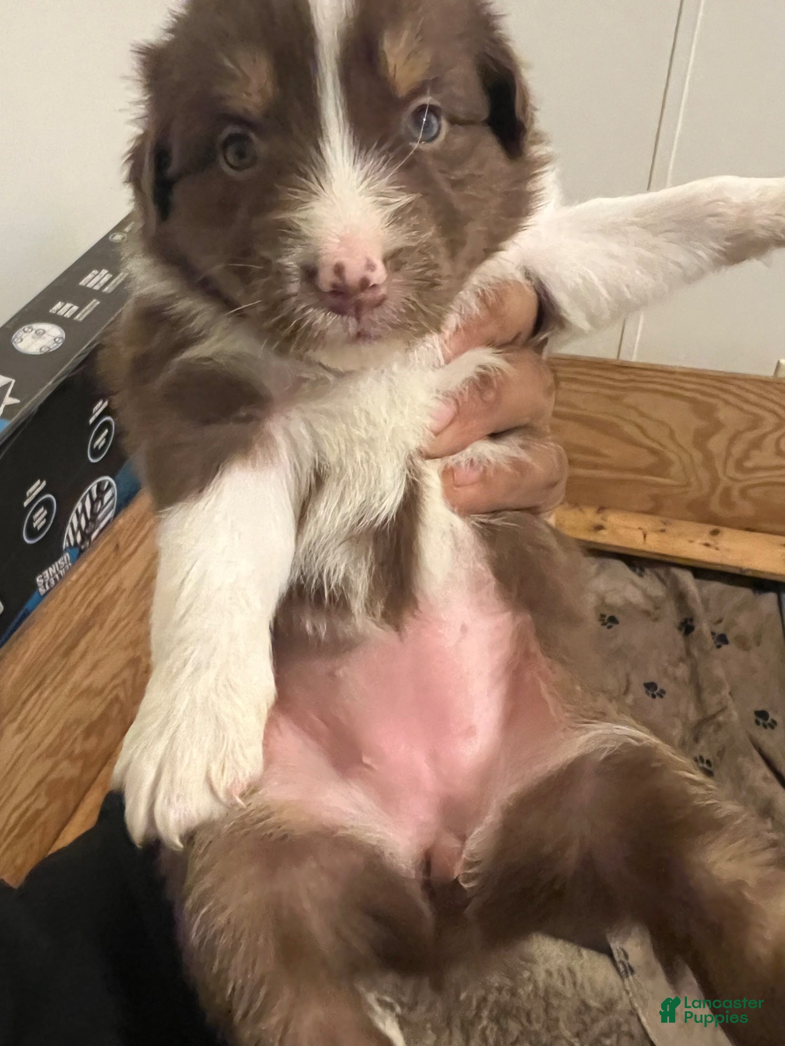 Australian Shepherd dogs Australian Shepherd Puppy 6 - Ad 14