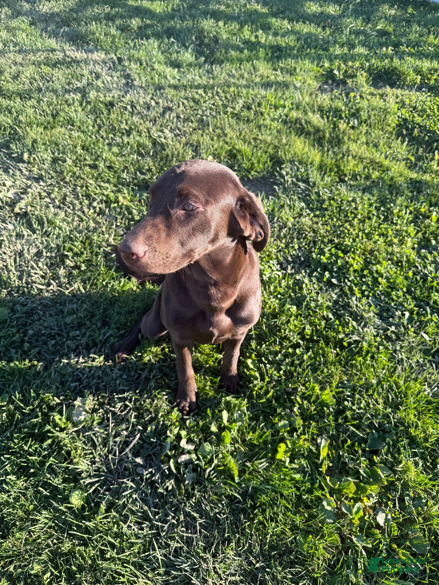 Labrador Retriever dogs Labrador Retriever 1 - Ad 36