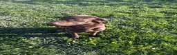 Labrador Retriever dogs for sale: Labrador Retriever 1 - Ad 1