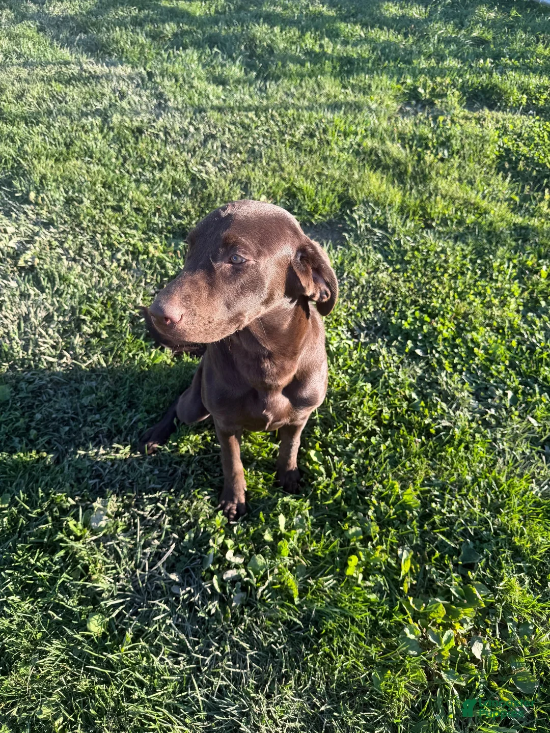 Labrador Retriever dogs for sale: Labrador Retriever 1 - Ad 1