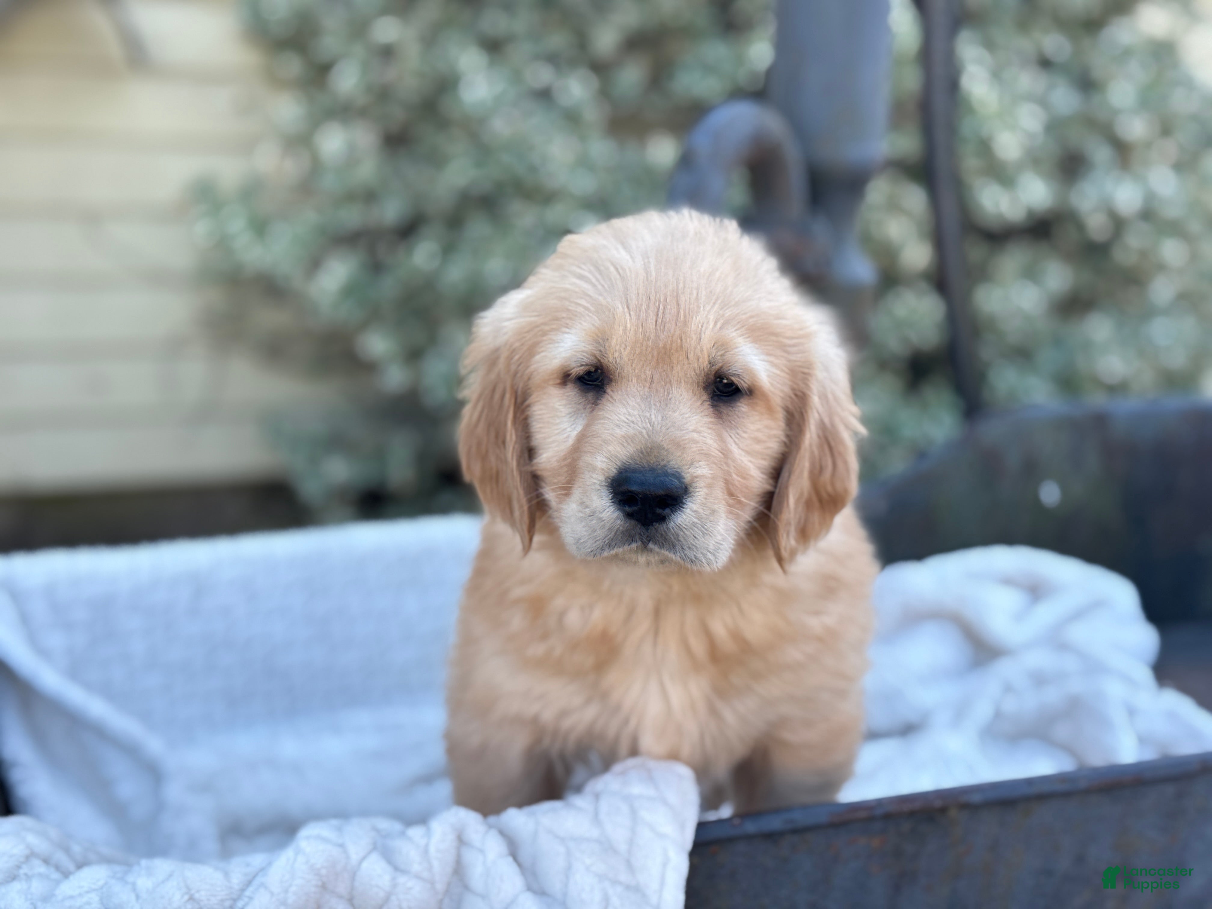 Golden Retriever dogs Micky - Ad 1