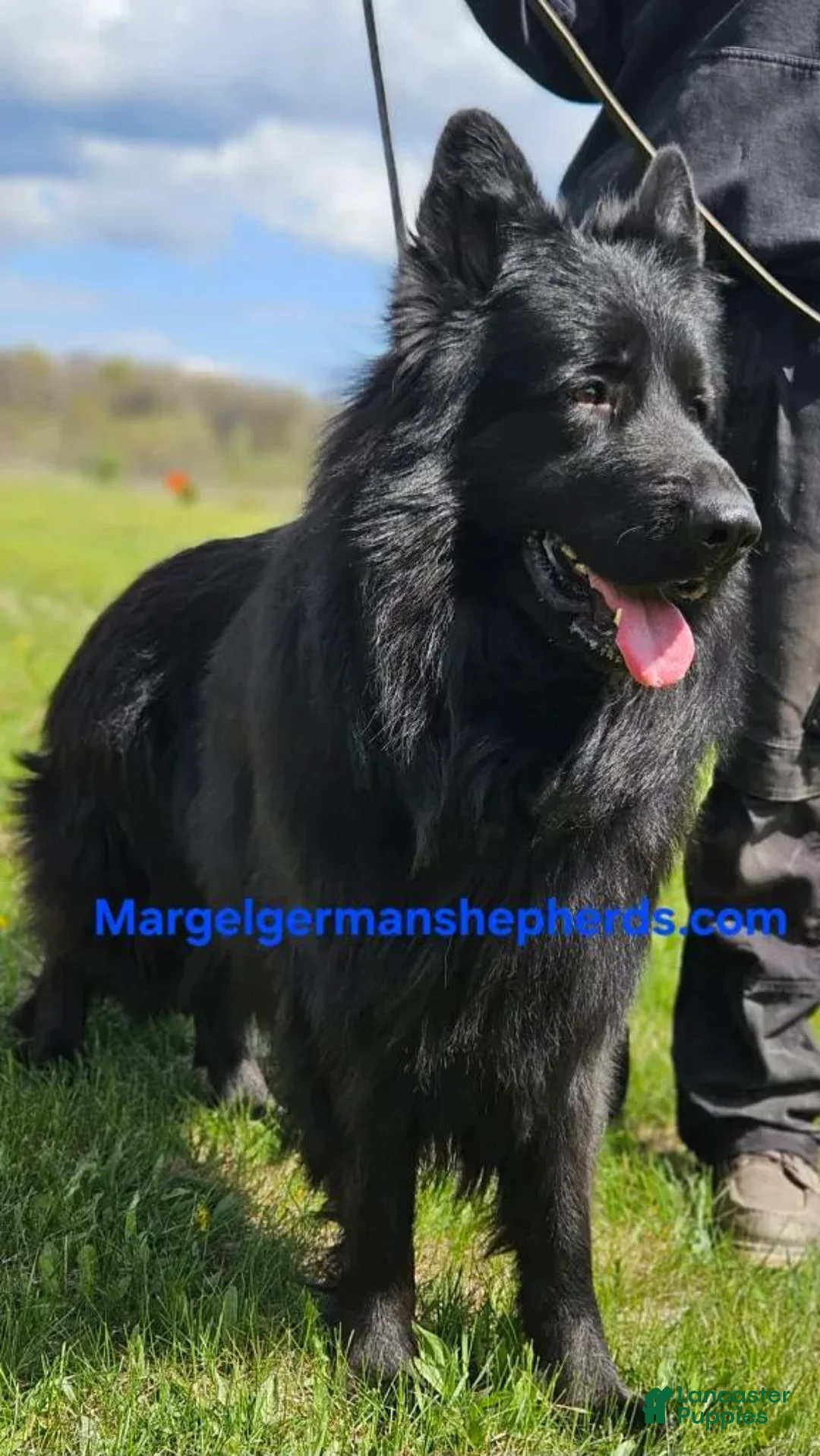 German Shepherd dogs for sale: Licorice - Ad 6