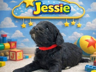 Mixed Breed dogs Mixed Breed Puppy 4 - Ad 11