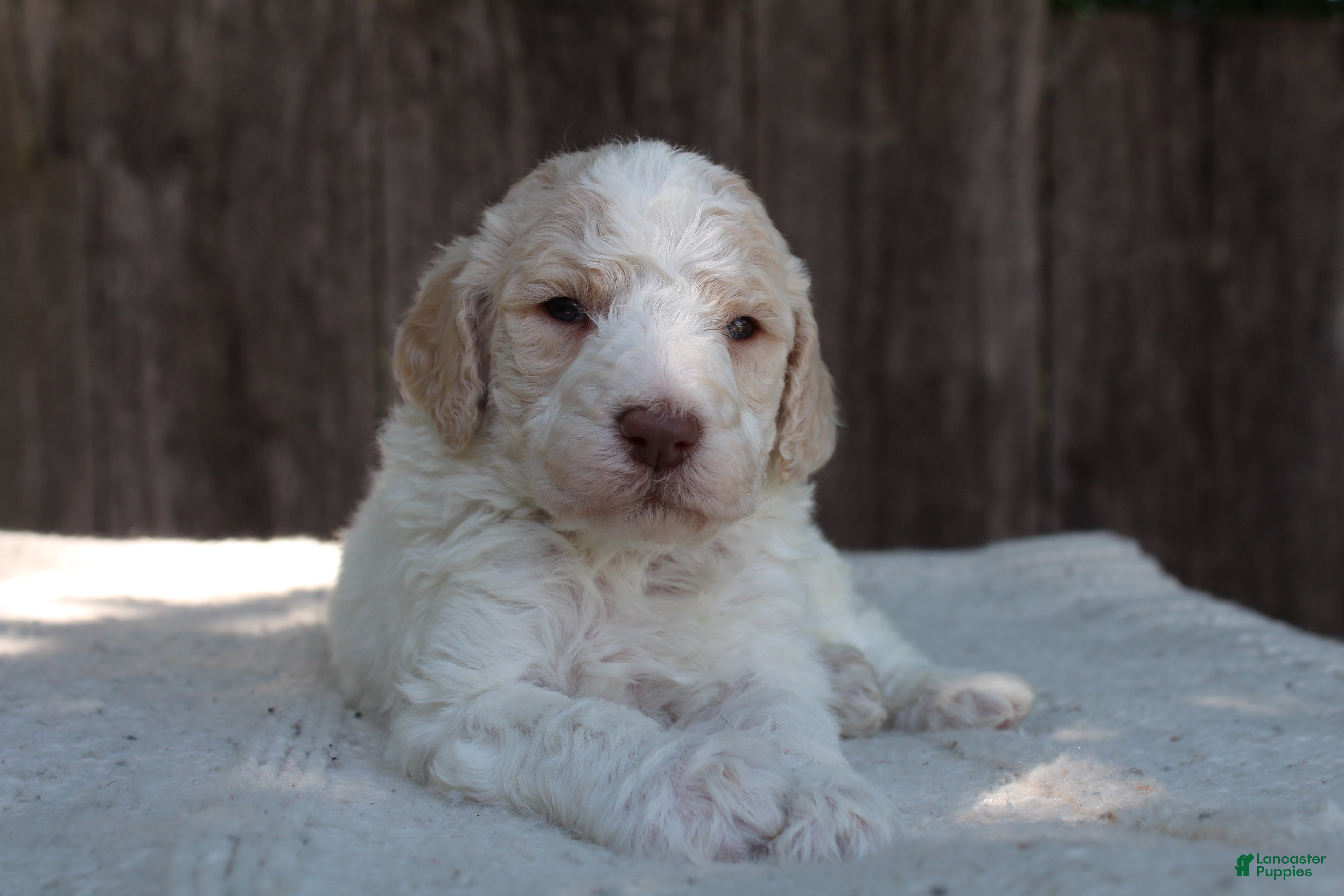 Standard Poodle dogs for sale: Pebble AKC Standard Poodle - Ad 9