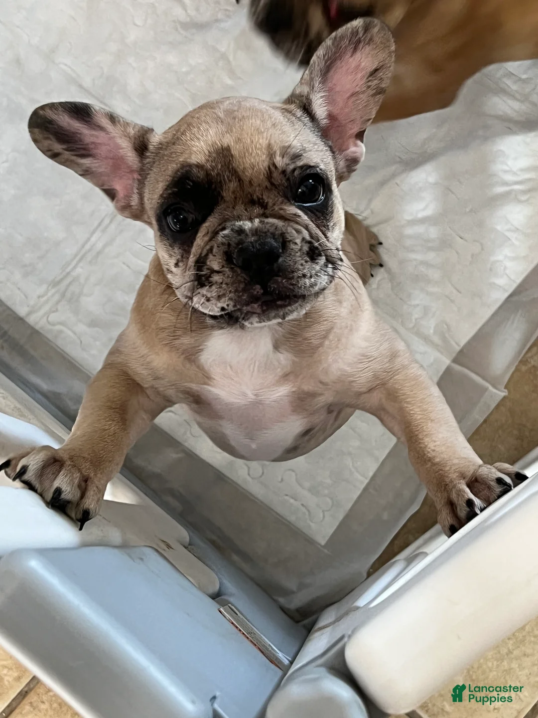 French Bulldog dogs for sale: Scout  - Ad 13