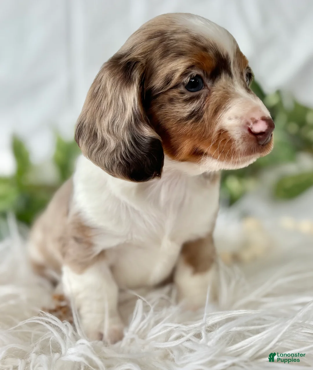 Miniature Dachshund dogs for sale: Special Baby Miniature Dachshund  - Ad 14