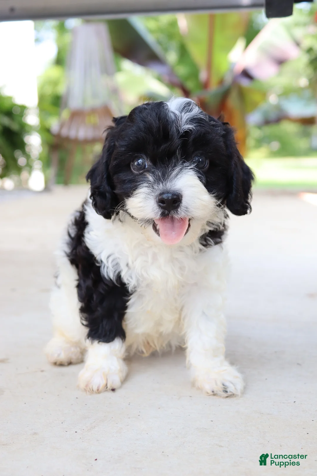 Cavapoo dogs for sale: Étouffée - Ad 2