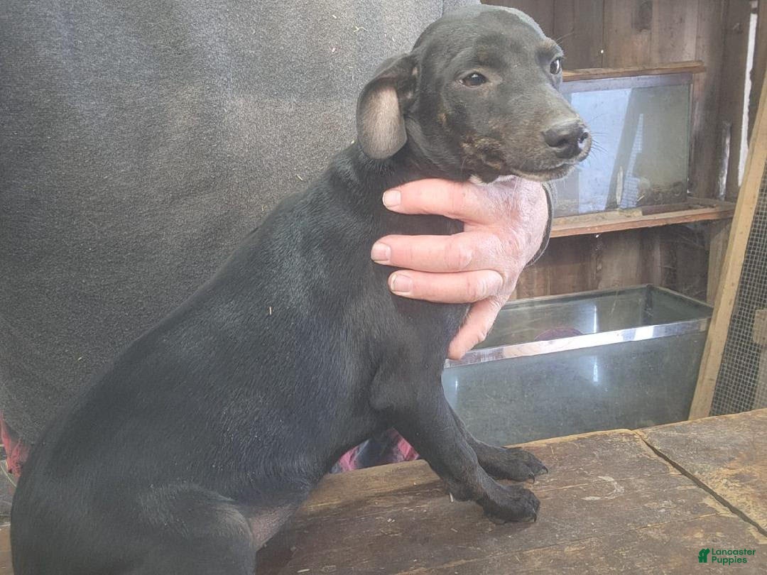 Miniature Pinscher dogs Riley - Ad 28