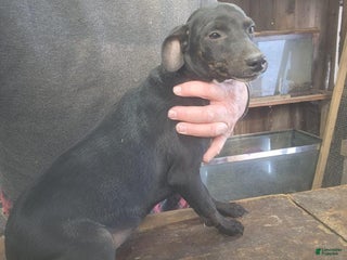 Miniature Pinscher dogs Riley - Ad 28