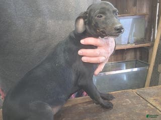 Miniature Pinscher dogs Riley - Ad 33