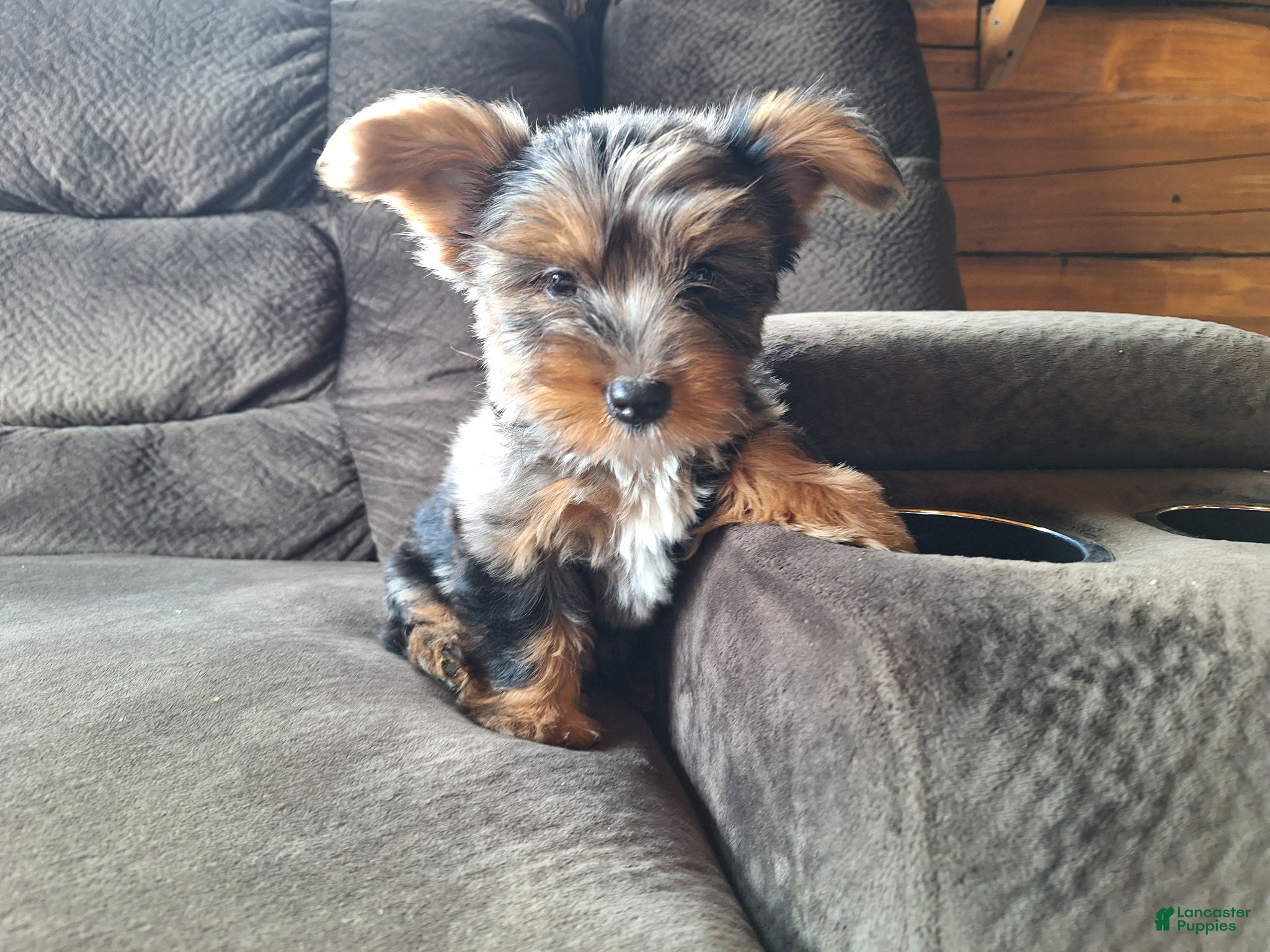 Yorkshire Terrier dogs Blue Belle - Ad 2