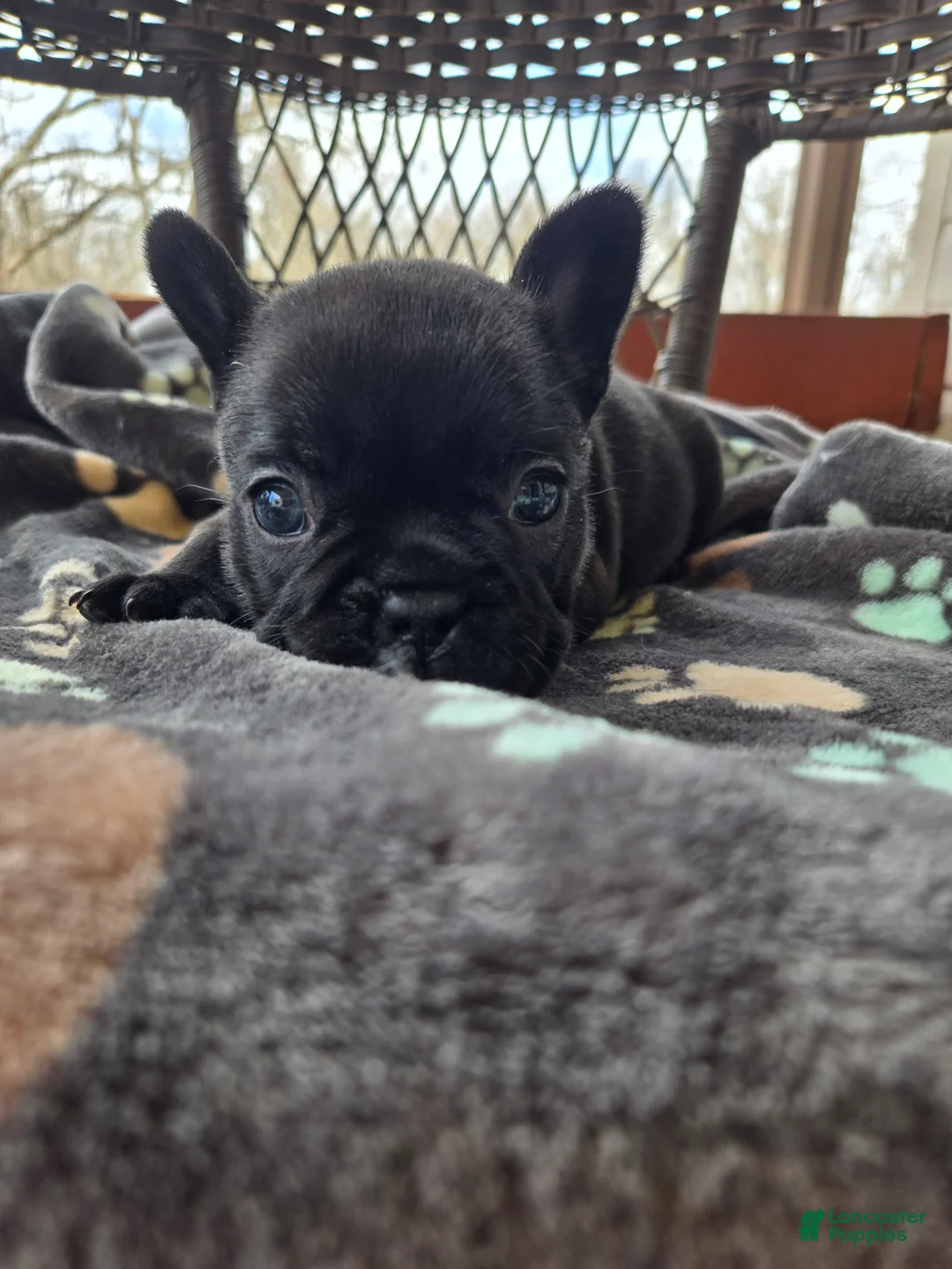 French Bulldog dogs for sale: French Bulldog Puppy Veronica  - Ad 2
