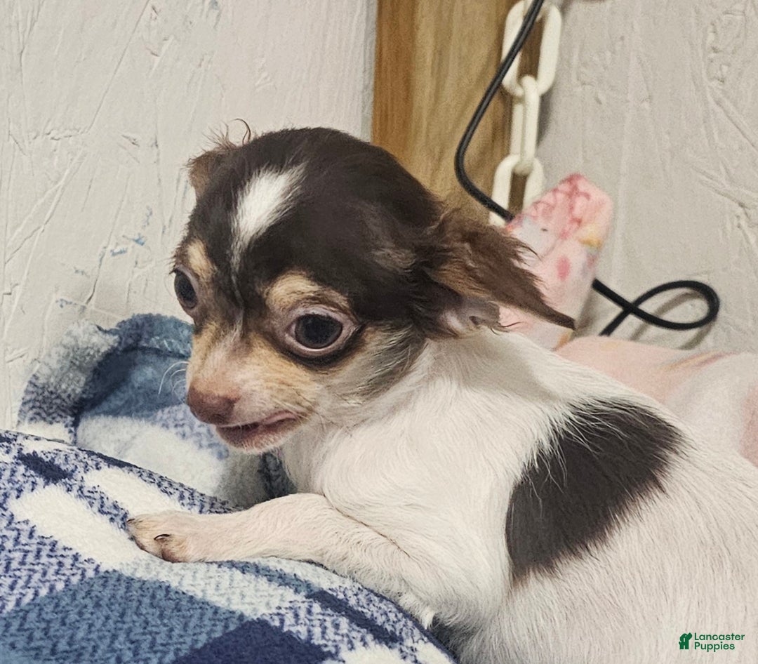 Chihuahua dogs for sale: Petey - Ad 2