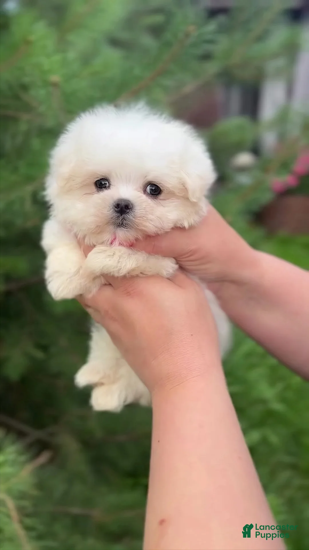 Maltipoo dogs for sale: Diana - Ad 1