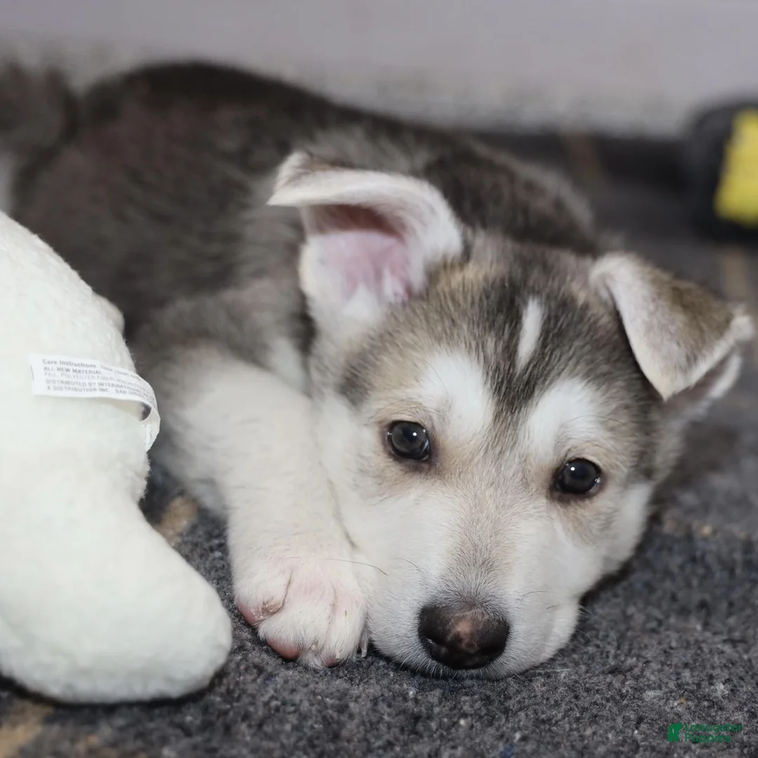 Siberian Husky dogs for sale: Siberian Husky Puppy 1 - Ad 2