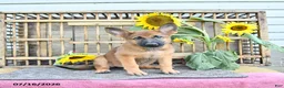 Mixed Breed dogs for sale: Anka - Ad 5