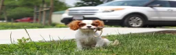 Cavalier King Charles Spaniel dogs for sale: Oliver - Ad 11