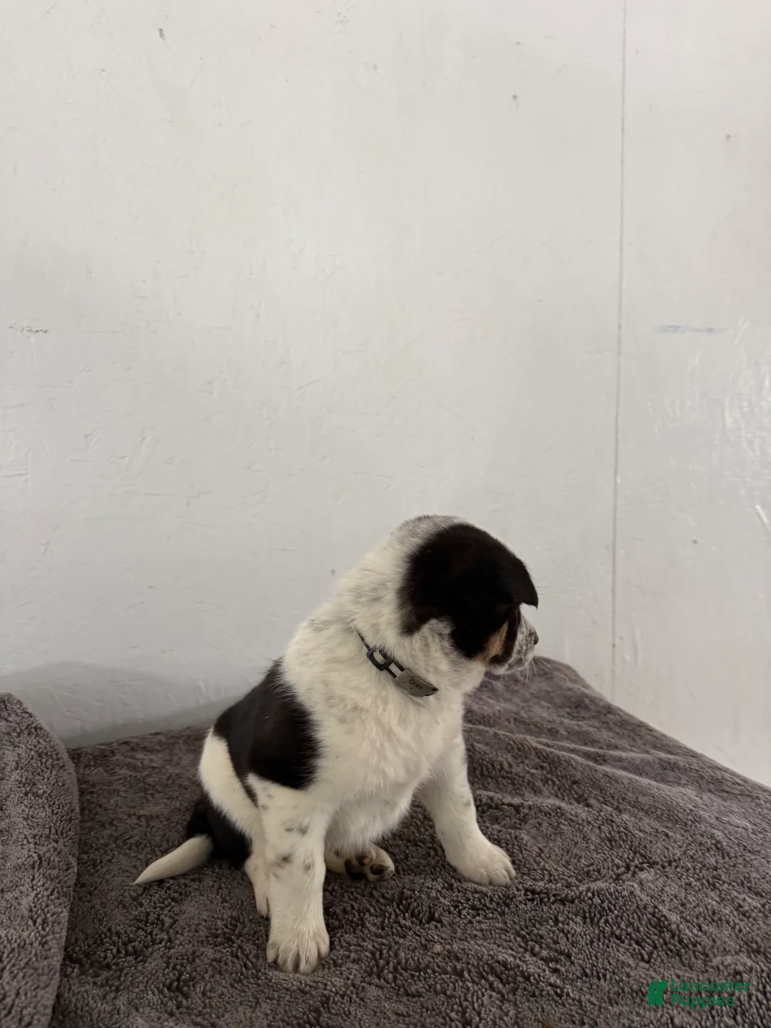 Mixed Breed dogs for sale: Oreo - Ad 12