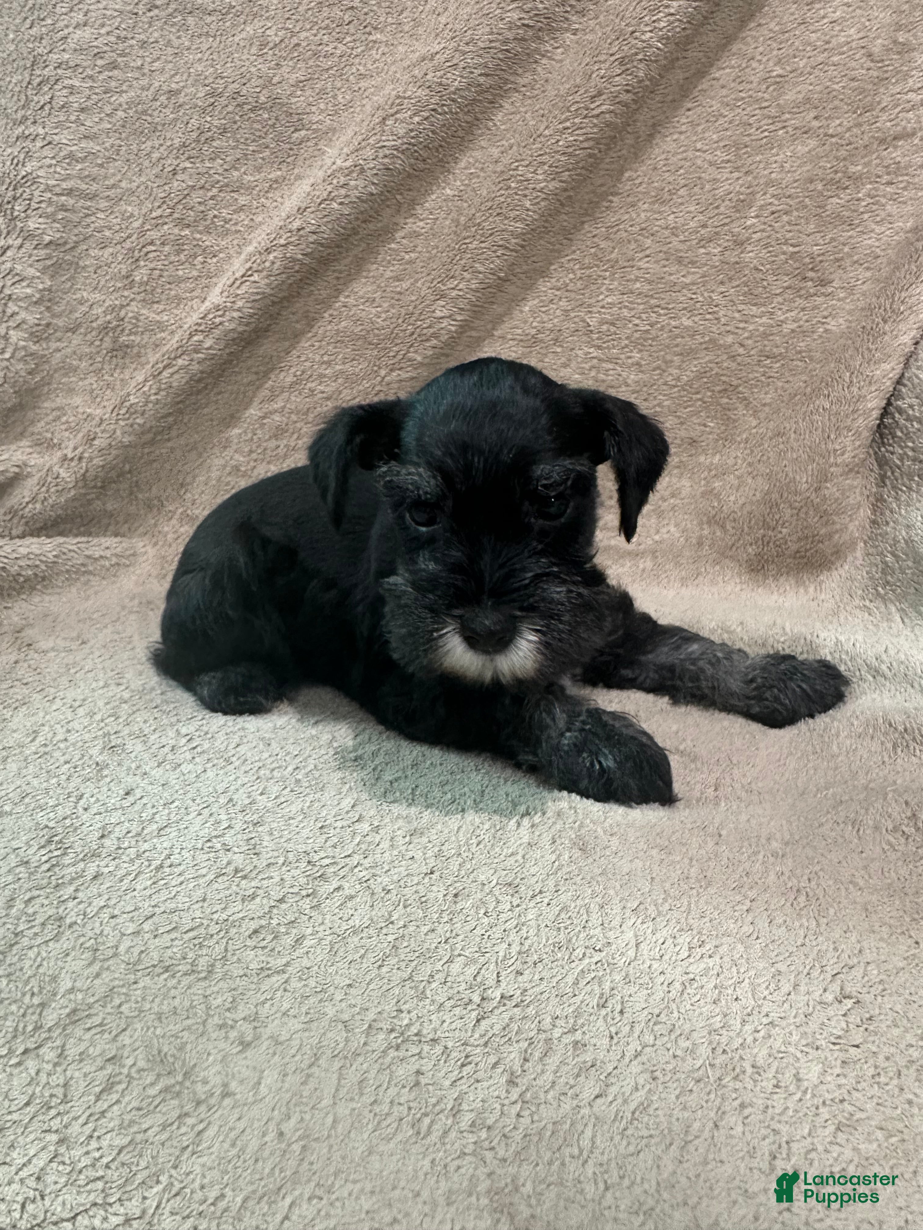 Miniature Schnauzer dogs Bennie - Ad 2
