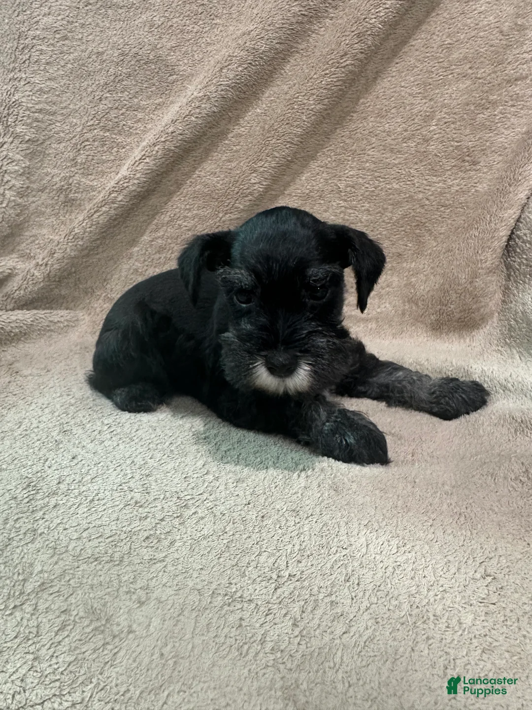 Miniature Schnauzer dogs for sale: Bennie - Ad 2