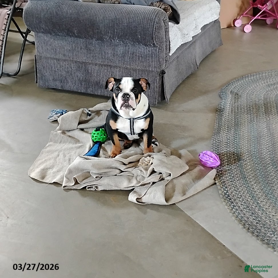 English Bulldog dogs Reuben - Ad 1