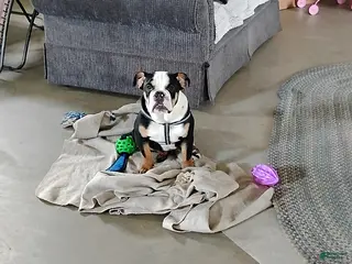 English Bulldog dogs for sale: Reuben - Ad 1
