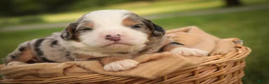 Mingo Mini Bernedoodle 