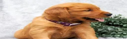 Golden Retriever dogs for sale: Maggie - Ad 3