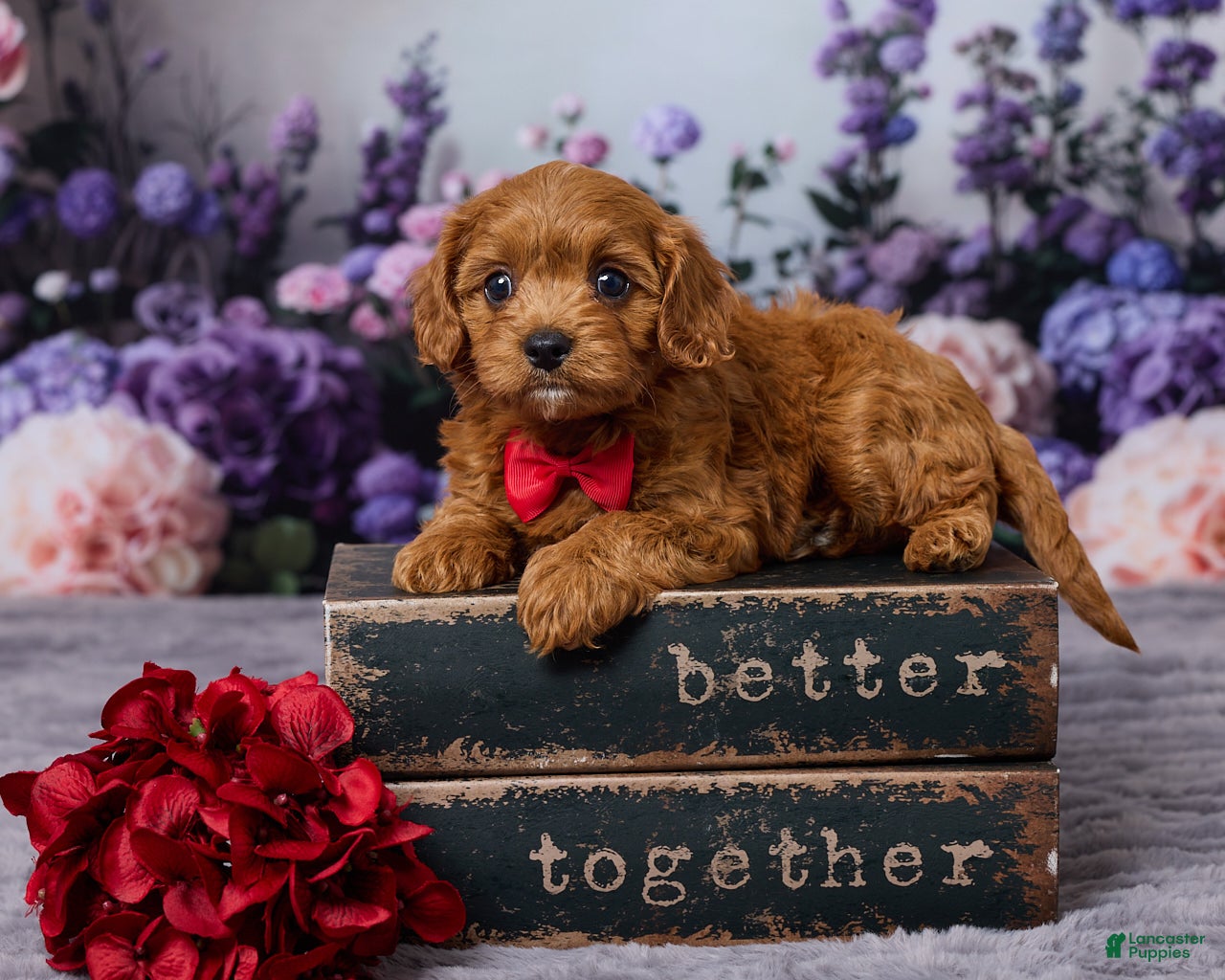 Cavapoo dogs Charlie - Ad 1