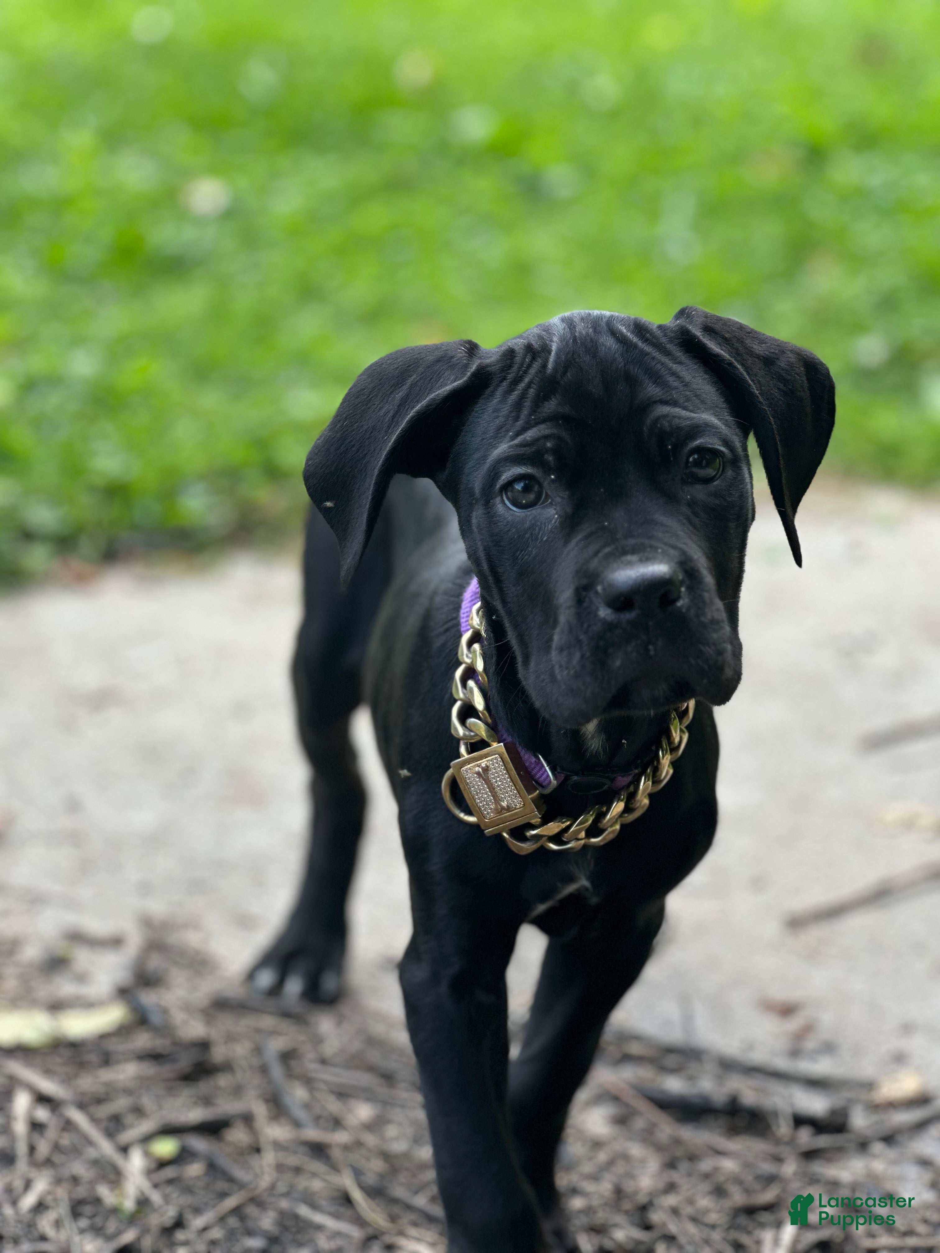 Cane Corso dogs Raven - Ad 5
