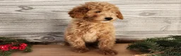 Mini Goldendoodle dogs for sale: Dover - Ad 9