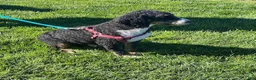 Mini Bernedoodle dogs for sale: Rascal - Ad 4