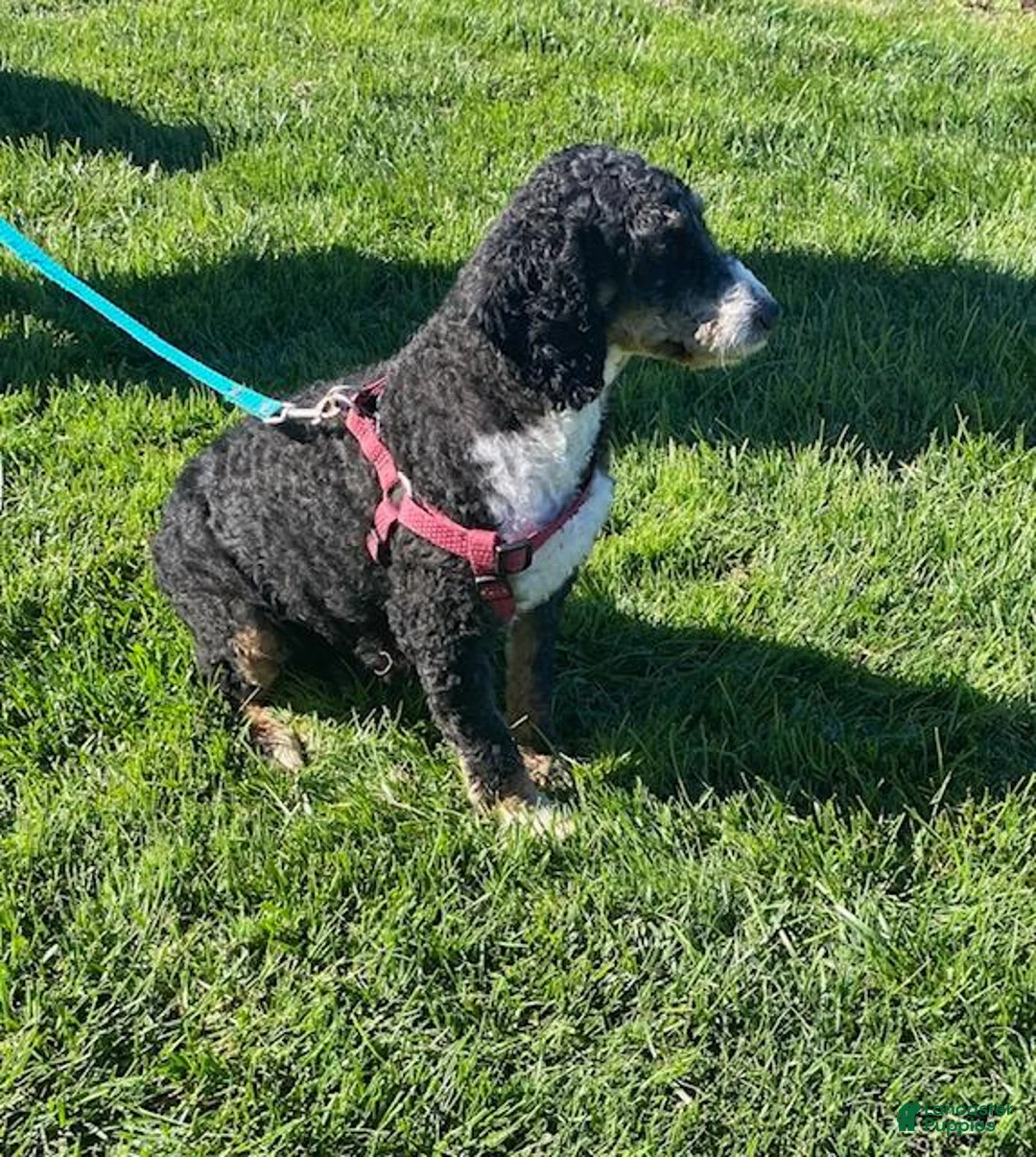 Mini Bernedoodle dogs for sale: Rascal - Ad 4
