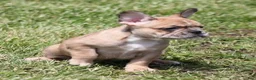 French Bulldog dogs for sale: SUZY RED MERLE - Ad 2