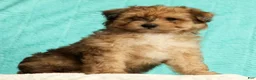Pomapoo dogs for sale: Patrick - Ad 5